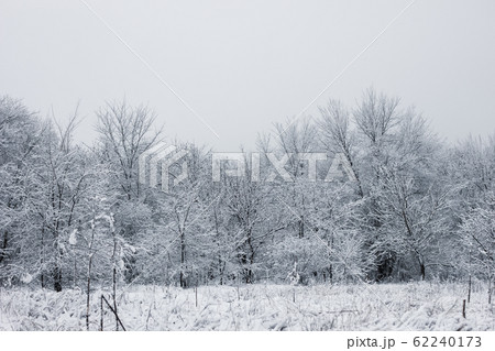 Snowy forest. Snow-covered trees. The dense forest 62240173
