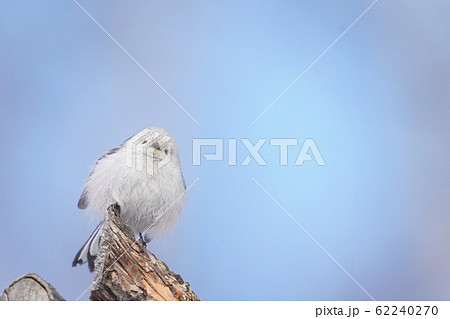 シマエナガ 62240270