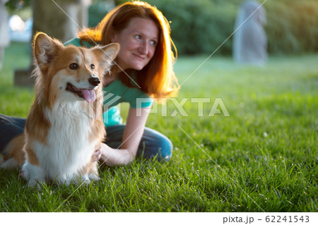 corgi fluffy portrait corgi fluffy portrait 62241543