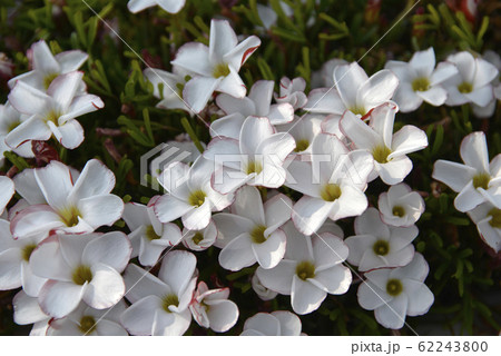 シボリカタバミ 62243800