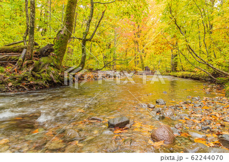 秋の森吉山 62244070