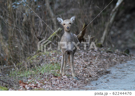 ニホンジカ ニホンジカ 62244470