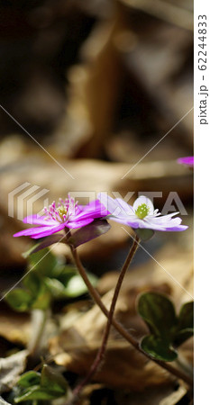 待受け画面 雪割草 白 ピンク 画面比率19:9 待受け画面 雪割草 白 ピンク 画面比率19:9 62244833
