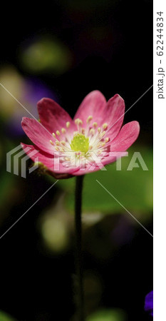 待受け画面 雪割草 赤 画面比率19:9 待受け画面 雪割草 赤 画面比率19:9 62244834