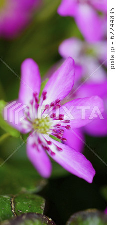 待受け画面 雪割草 ピンク 画面比率19:9 待受け画面 雪割草 ピンク 画面比率19:9 62244835