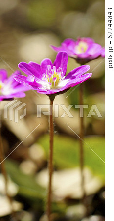 待受け画面　雪割草　ピンク　画面比率19:9 62244843