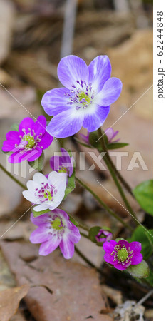 待受け画面 雪割草 白 ピンク 紫 画面比率19:9 待受け画面 雪割草 白 ピンク 紫 画面比率19:9 62244848