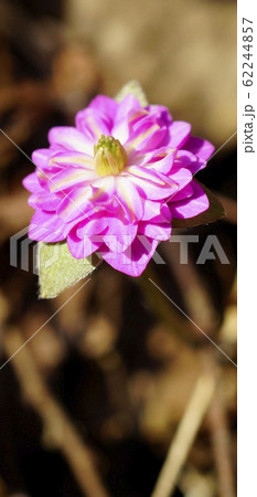 待受け画面 雪割草 ピンク 千重咲き 画面比率19:9 待受け画面 雪割草 ピンク 千重咲き 画面比率19:9 62244857