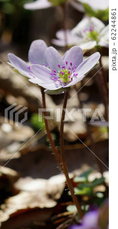 待受け画面　雪割草　白　ピンク　画面比率19:9 62244861