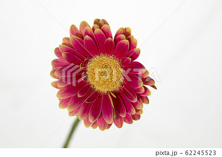 Perennial plant flower gerbera cherry and pink Perennial plant flower gerbera cherry and pink 62245523