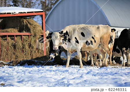 牛・冬の牧場・北海道 62246331