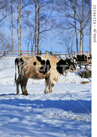 牛・冬の牧場・北海道 62246332