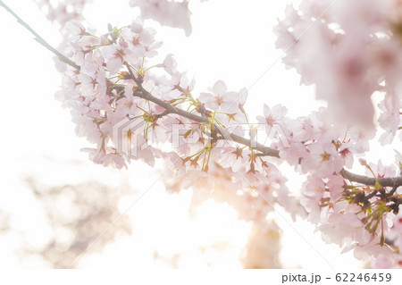 Pink sakura bloom in spring seasonq 62246459