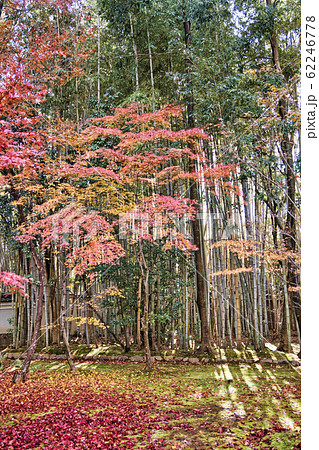 京都庭園の紅葉 62246778