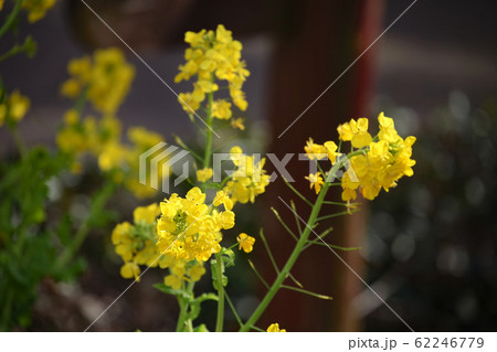 菜の花 菜の花 62246779