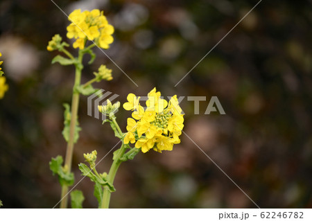 菜の花 62246782