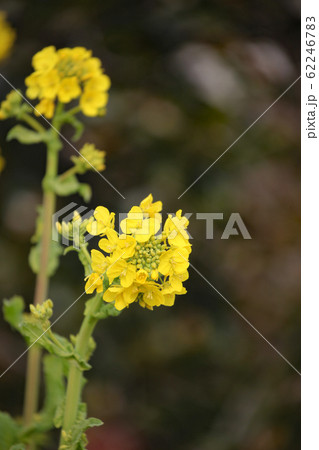 菜の花 62246783