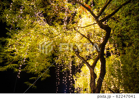 Decorative outdoor string lights hanging on tree 62247041