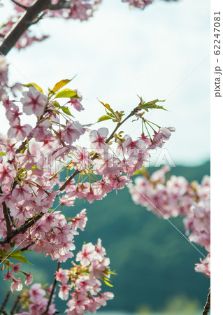 【河津桜 南伊豆町】 【河津桜 南伊豆町】 62247081