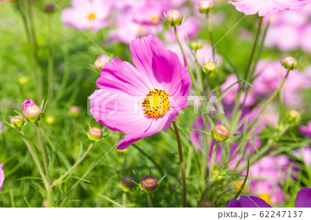 Close up Beautiful flower Cosmos Bipinnatus flower 62247137