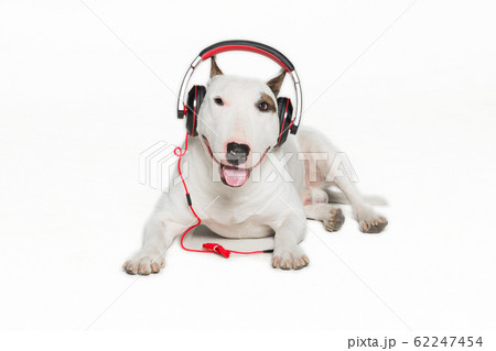 puppy bull terrier wearing black headphones puppy bull terrier wearing black headphones 62247454