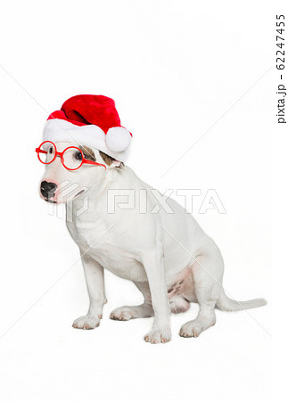 christmas bull terrier dog 62247455