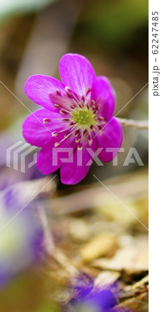 待受け画面 雪割草 画面比率19:9 待受け画面 雪割草 画面比率19:9 62247485