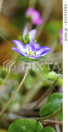 待受け画面　雪割草　青　画面比率19:9 62247494