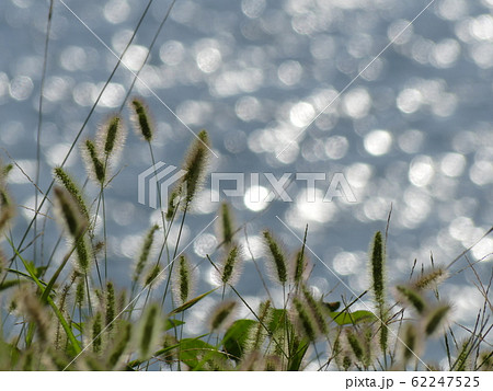せせらぎと穂 せせらぎと穂 62247525