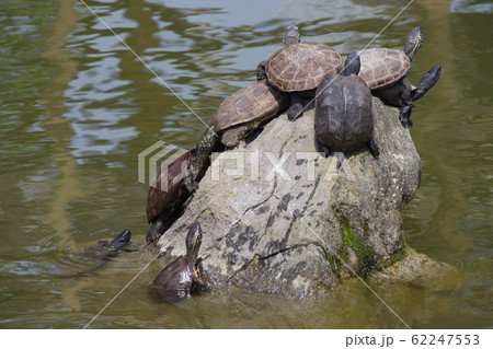 亀戸天神のクサカメの写真素材