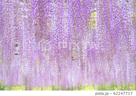 藤のカーテン 藤のカーテン 62247717