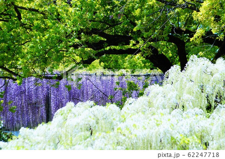 爽やかな五月 爽やかな五月 62247718