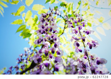 見上げると藤 62247728