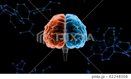 脳 頭脳 ブレイン 頭 あたま ヘッド 医療 科学 3Dイラスト CG 背景 脳 頭脳 ブレイン 頭 あたま ヘッド 医療 科学 3Dイラスト CG 背景 62248308