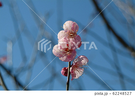 咲き始めの紅梅の花（アップで） 62248527