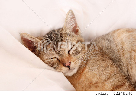 スヤスヤとふとんで眠るかわいい子猫の寝顔の写真素材