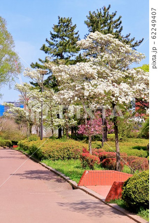 新緑の榴ヶ岡公園 62249407