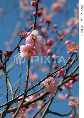 咲き始めの紅梅の花（タテ構図） 62250007