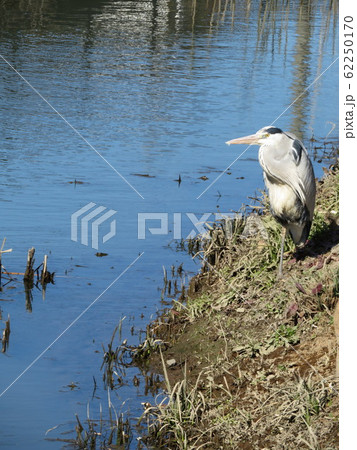 一羽のオオアオサギ 62250170