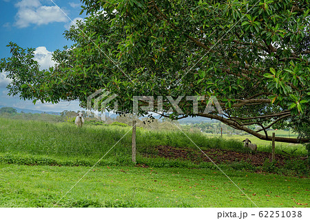 Cattle Lying In The Shade Of A Fig Tree 62251038