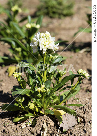 ストック 62251055