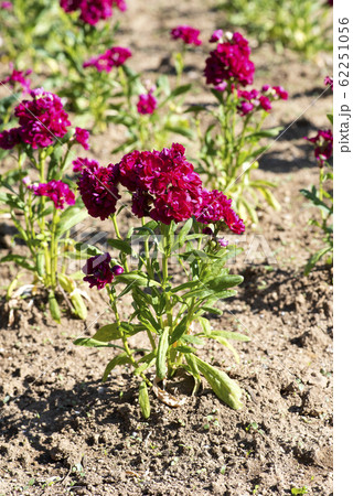 ストック 62251056