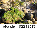 岩で生息する収穫時期の天然あおさ・アオサ 62251253