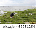 天然あおさ・アオサの収穫風景 62251254