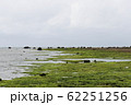 天然あおさ・アオサの収穫風景 62251256