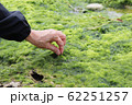 天然あおさ・アオサを収穫する手元のイメージカット 62251257