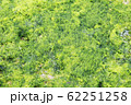 収穫時期の天然あおさ・アオサのイメージカット 62251258