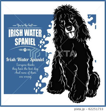 Irish Water Spaniel - vector template for t-shirt, logo and badges 62251733