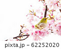 ピンク色の桜にとまるメジロの写真素材 62252020