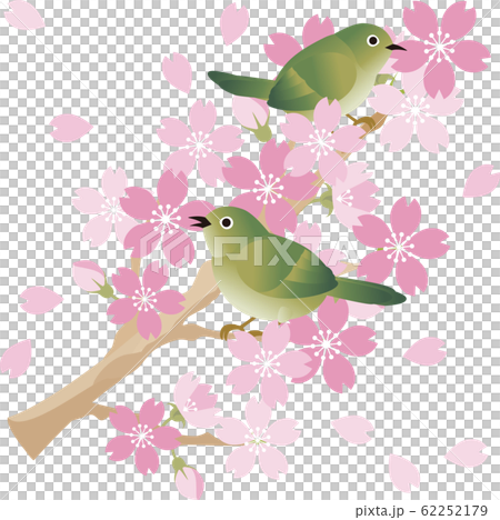 うぐいす メジロ 鳥 春 さくら お花見 のイラスト素材